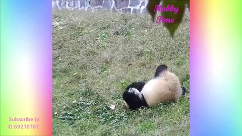Panda's Slow Life. Funny Animals in 1 minute #14