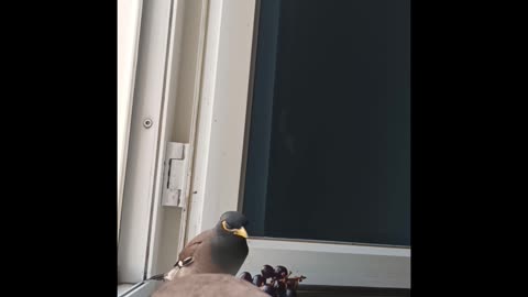 funny birds love fruits!