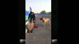 Smart Dog Helping