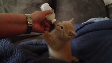 Kitten Drinking From Bottle