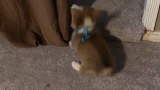 Persistent corgi puppy attempts to befriend cat