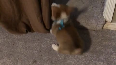 Persistent corgi puppy attempts to befriend cat