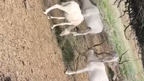 What is the White cutest deer