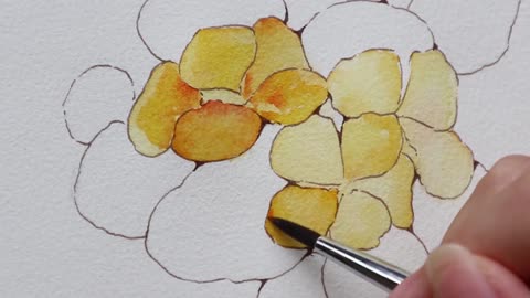 Watercolor painting teaching: teach you how to make botanical painting nasturtium