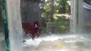 the beauty of the fighting fish part II