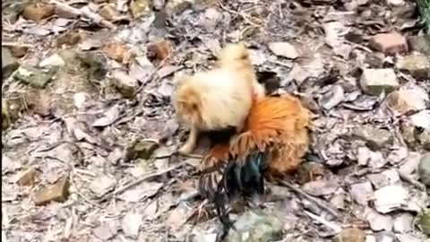 Cute fight , Dog Vs. Chicken