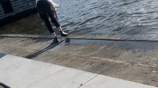 Dog Dragged Out of Water by Good Samaritan
