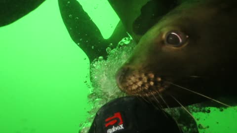 Flash Mob Of Sea Lions Is Closely Interacting With Scuba Divers
