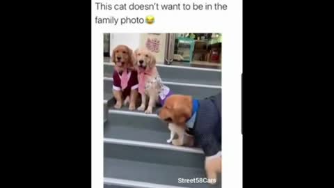 This cat is very cute and adorable funny moments