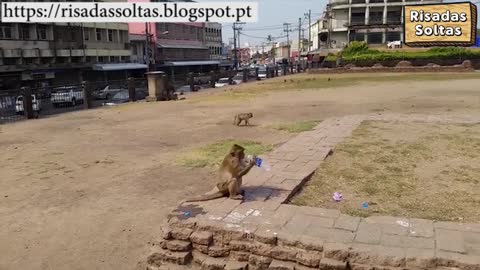 Monkey stole tourist water bottle