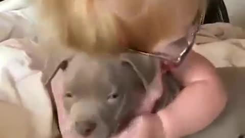 Adorable Cut Puppy Dog