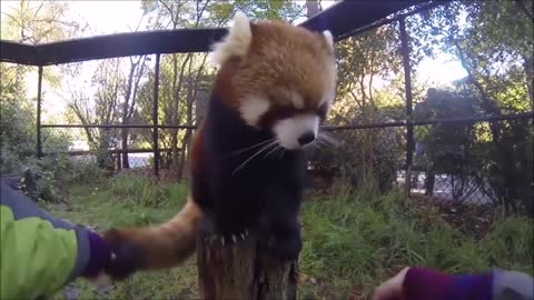 Most Adorable Red Panda