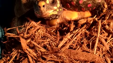 Redfoot Tortoise Ready For Walk