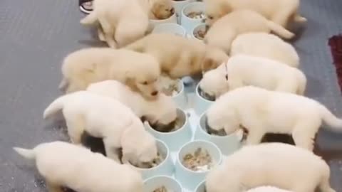 Perros cachorros lindos más divertidos