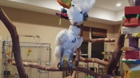 Jersey The Dancing Cockatoo Video Compilation - Funny Dancing Birds