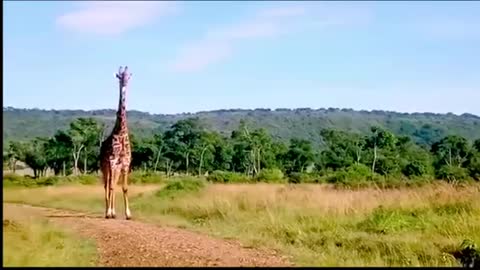 Majestic giraffes casually stroll down the pathE