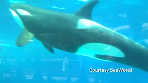 SeaWorld to phase out killer whale show in San Diego