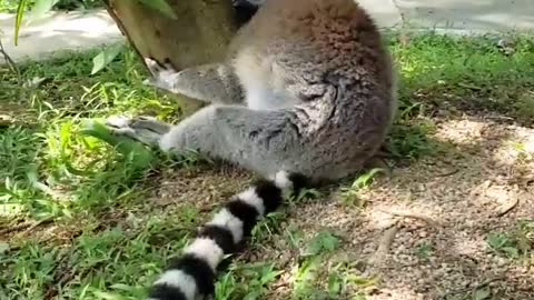 A siesta lemur