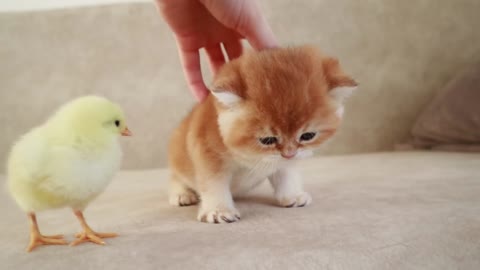 #TeddyKittens #gattino Los gatitos caminan con un pollo diminuto