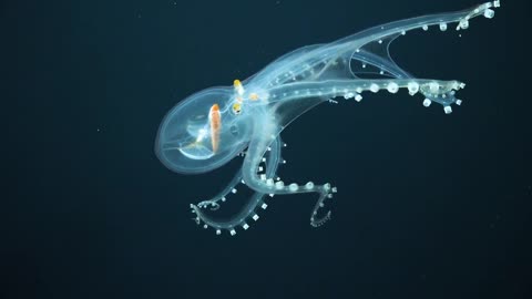 Glass Octopus photographed by deep-sea scientists in central Pacific Ocean |||| Trending |||