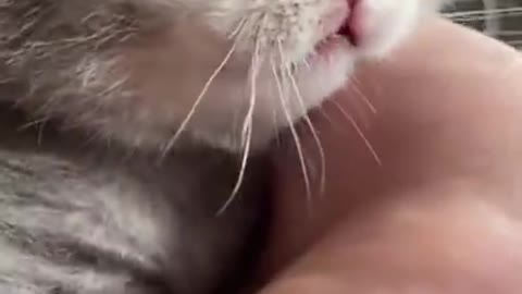 cute cat cutest moment ( cats & kittens)