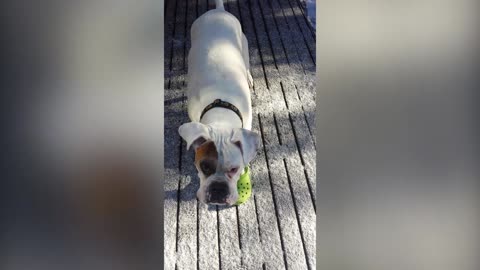 Boxer Makes Sure He Puts His Crocs On Before Going Outside