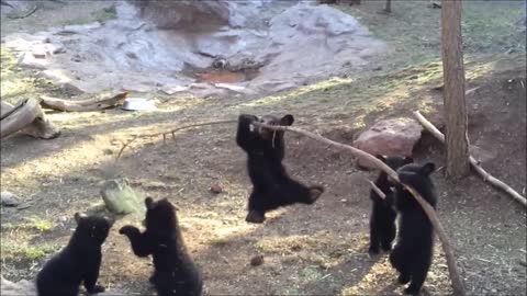Cutest Bear cubs playing Compilation
