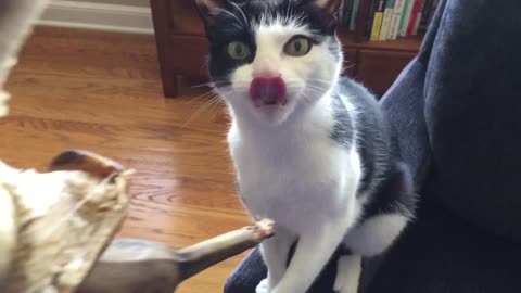 Banana-Loving Cat Makes X-Rated Video By Mistake