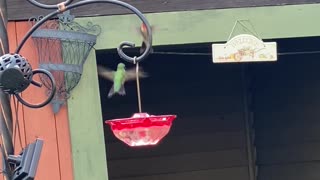 Hummingbirds have Dance-off over Feeder