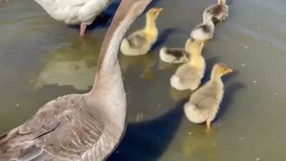 Amazing Family of duck