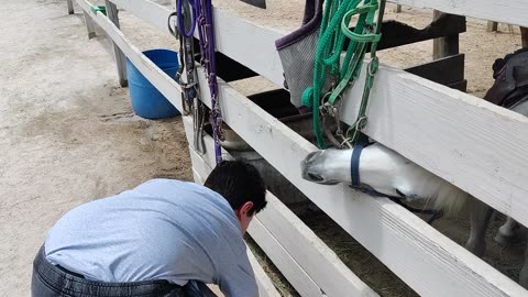 Spencer feeding horses at HAPPI Farm VID_20220421_122147