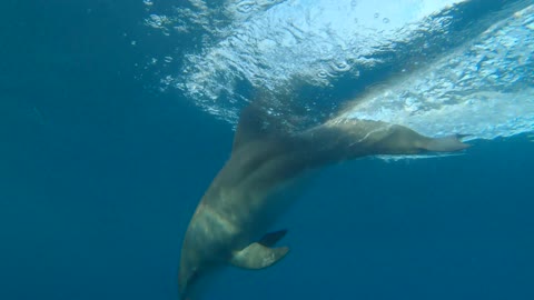 whale playing in the water