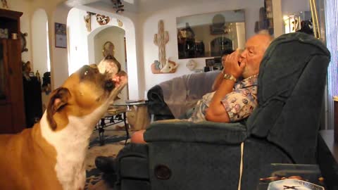 Dog Sings With Grandpa's Harmonica