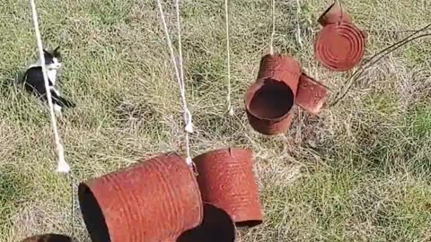 Old utensils hanged to scare animals in the farms