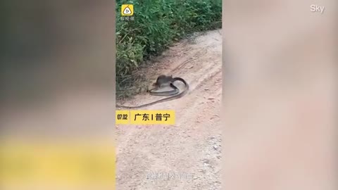 Snake VS Rat