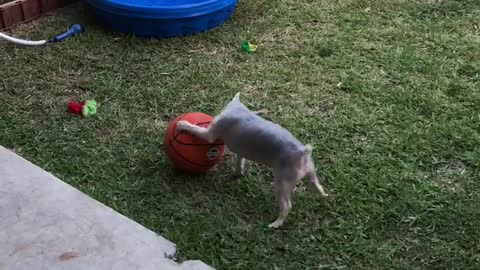 Hilarious Little Doggy Trying Out For The Circus