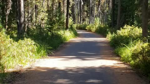 A forest ride,,