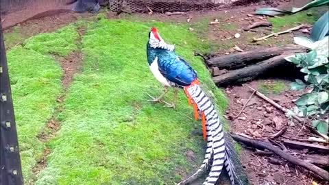 Lady Amherst's Pheasant