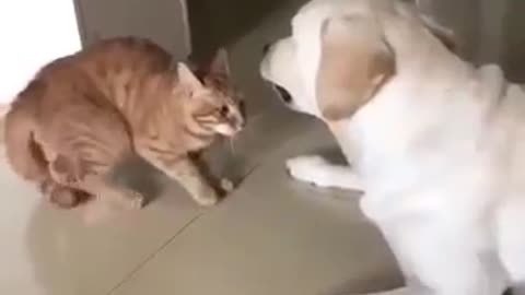 Cat and fighting adog