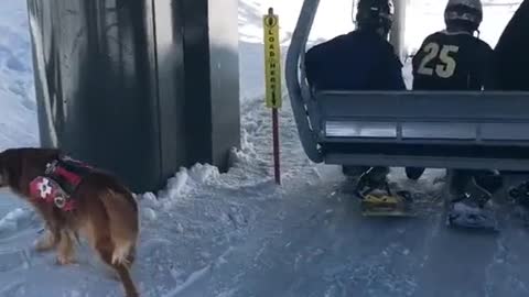 SMART DOG PATIENTLY WAITING FOR THERE TURN TO RIDE.mp4