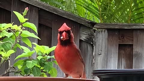 Daddy-O The Northern Cardinal