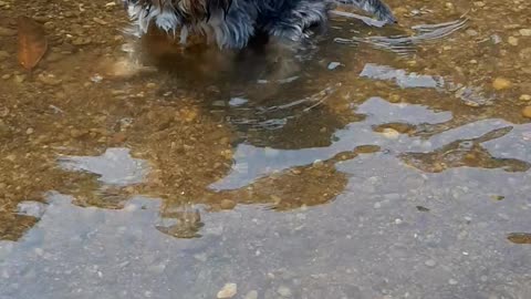 Dog in the waterfall