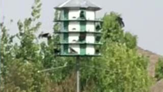 Texas Purple Martins