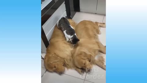 Cute Dogs And Cats Video Compilations That Are Funny