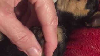 CQ Puppy Massage