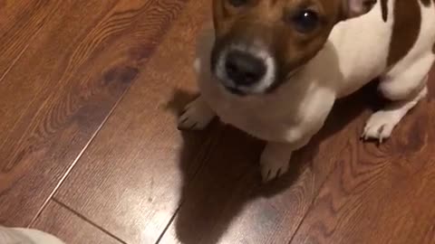 puppy jack russell terrier requires a yummy