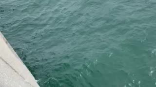 Crabbing in Ocean