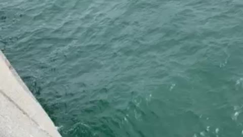 Crabbing in Ocean