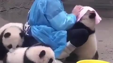 Baby panda in the bath