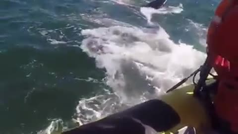 Very close footage of biggest whale